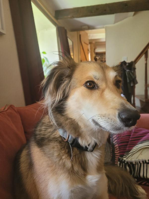 ✨ Maggie, la forza di chi ha conosciuto il dolore ma sogna solo amore ✨ Foto 4